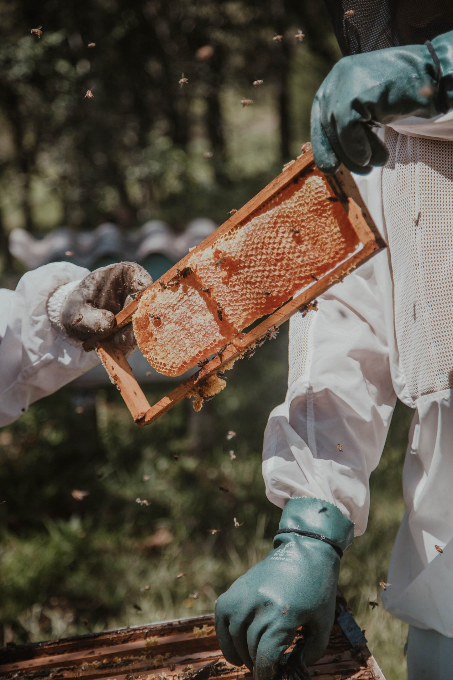 Honeycomb Edinburgh Honey Co